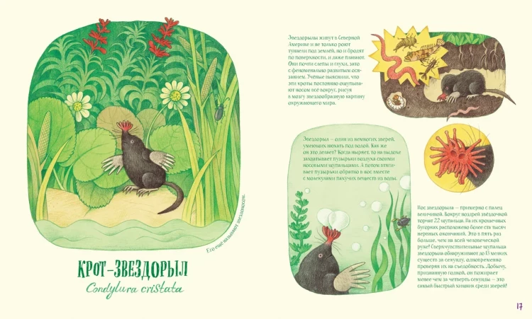 Анлауф Лена. Невероятные носы