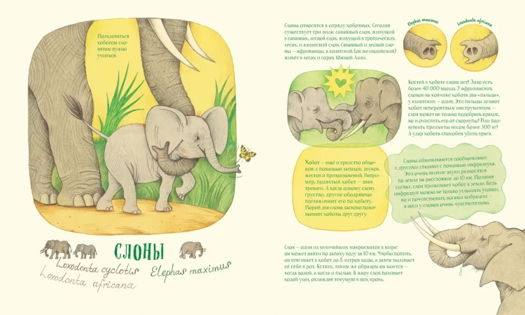 Анлауф Лена. Невероятные носы