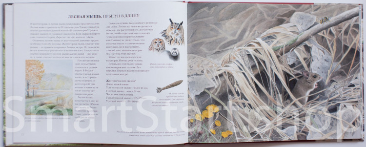 Каста Стефан. Мышиная книга