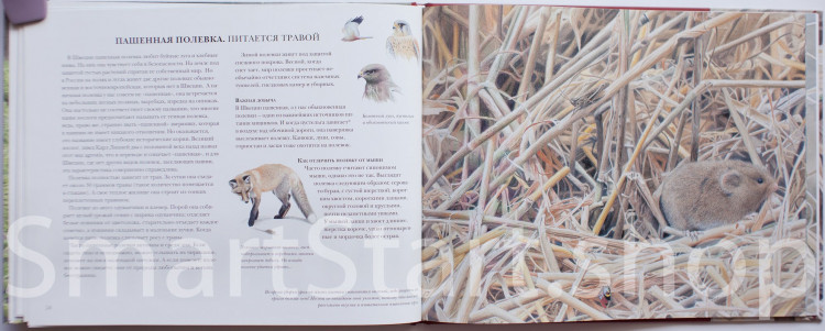 Каста Стефан. Мышиная книга