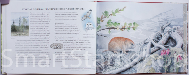 Каста Стефан. Мышиная книга