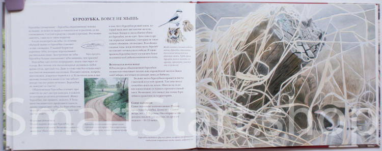 Каста Стефан. Мышиная книга