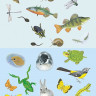 Чудо-наклейки. Кто живет в воде