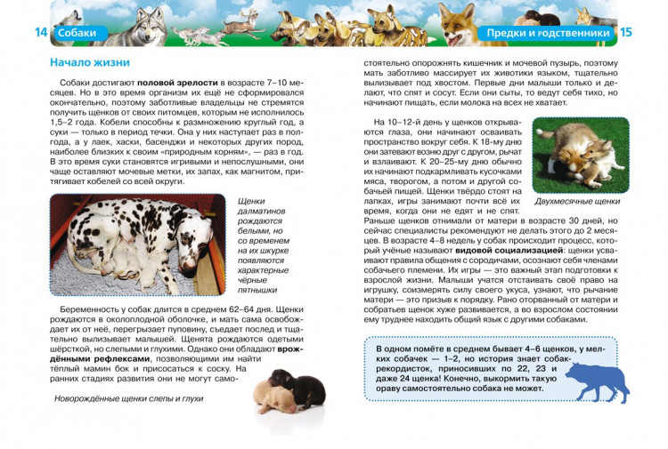 Собаки