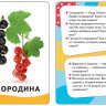 Овощи, фрукты, ягоды. Развивающие карточки