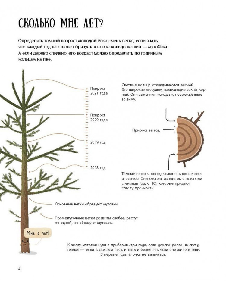 Волцит Петр. Елка и ее родственники