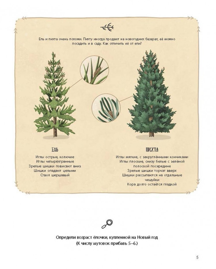 Волцит Петр. Елка и ее родственники