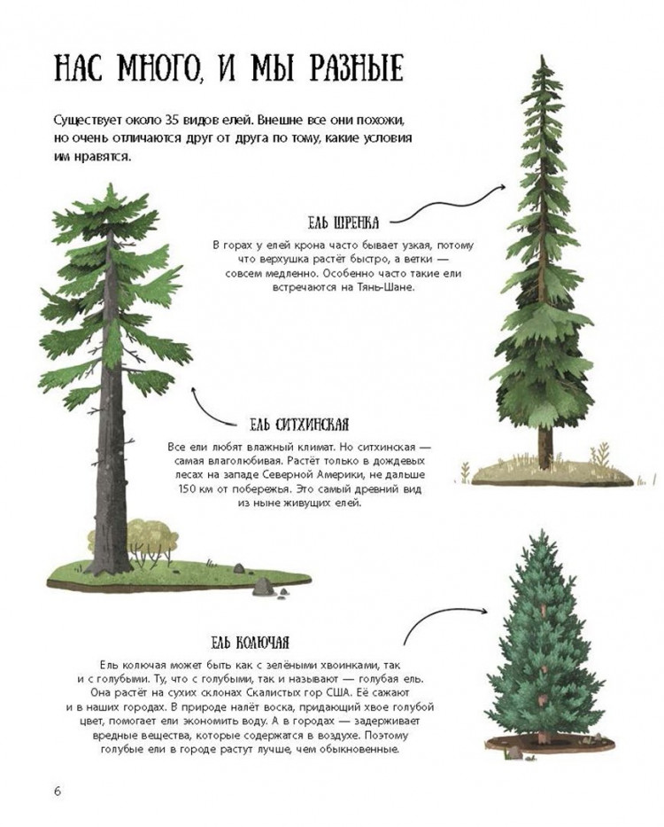 Волцит Петр. Елка и ее родственники