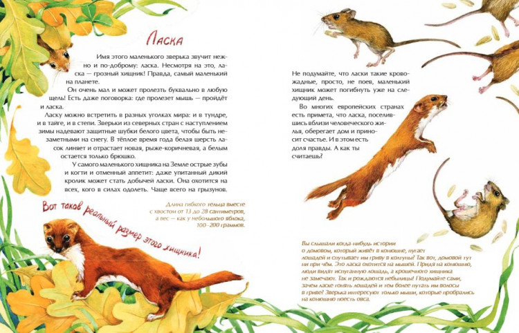 Габеева Наталья. Животные-малютки. Кто на свете меньше всех?