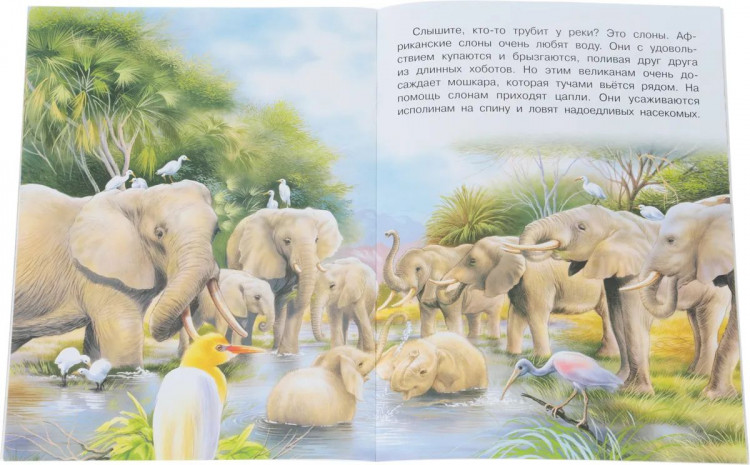 В Африке