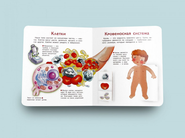 Что? Почему? Зачем? Наше тело (с волшебными окошками)