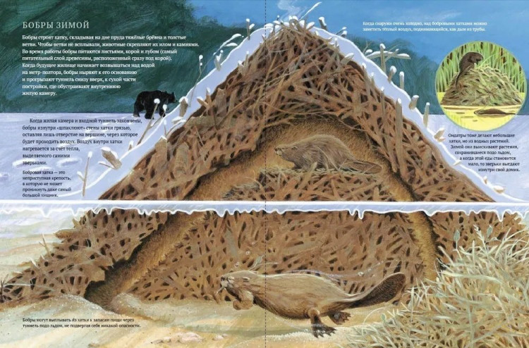 Арноски Джим. Дикий холод. Как животные выживают в самых холодных частях земли