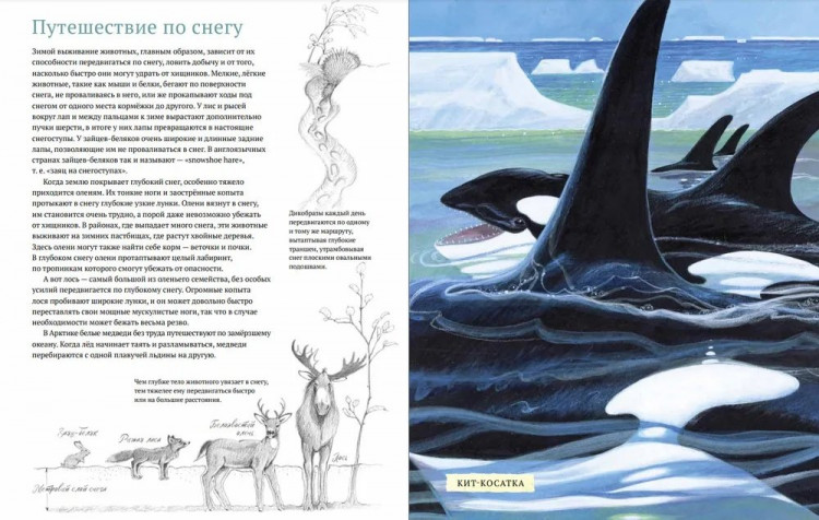 Арноски Джим. Дикий холод. Как животные выживают в самых холодных частях земли