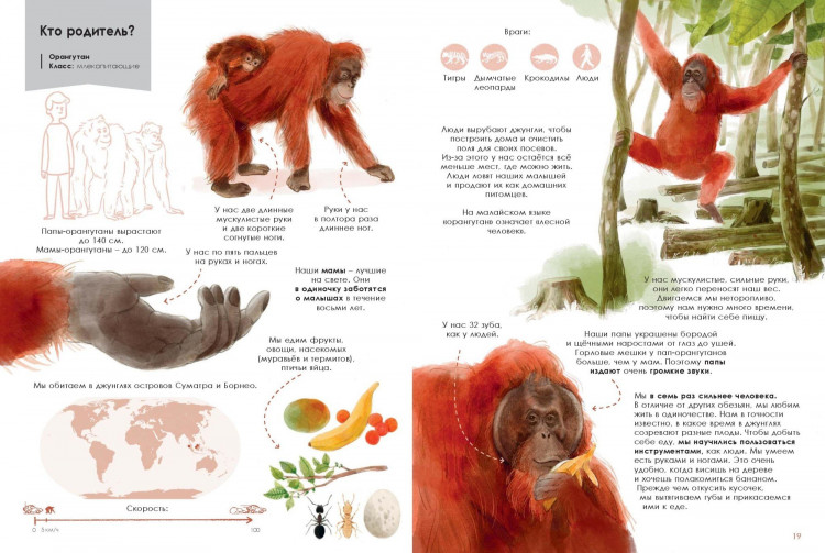 Олливье Рейна, Клаас Карел. Лучшие родители