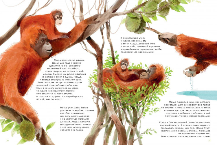 Олливье Рейна, Клаас Карел. Лучшие родители