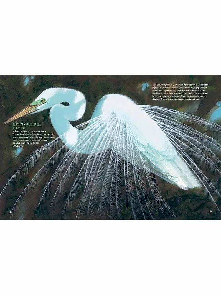 Арноски Джим. Посмотри на меня! Шоу диких животных