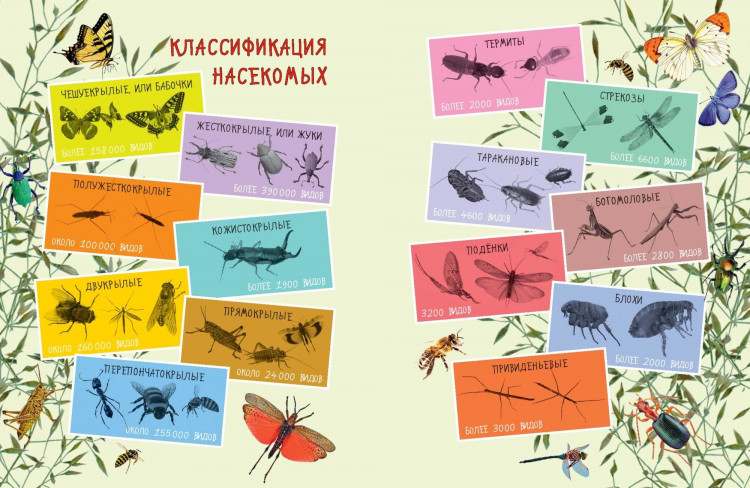 Серкен Вера. Такие незнакомые эти насекомые