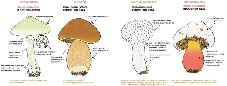 Пейн Полин. Грибы