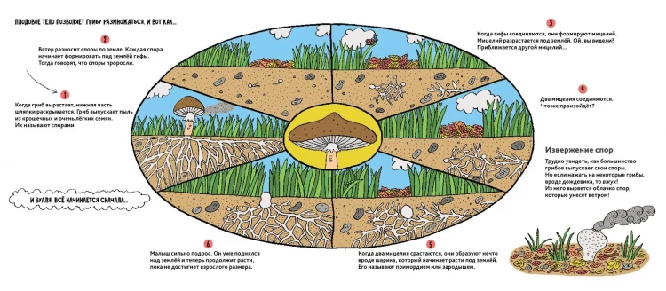 Пейн Полин. Грибы