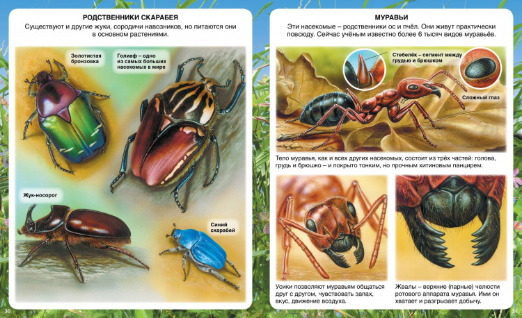 Самые маленькие животные