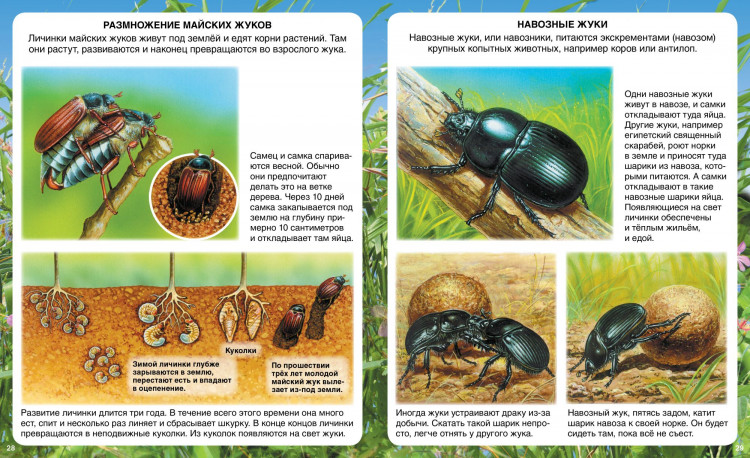 Самые маленькие животные