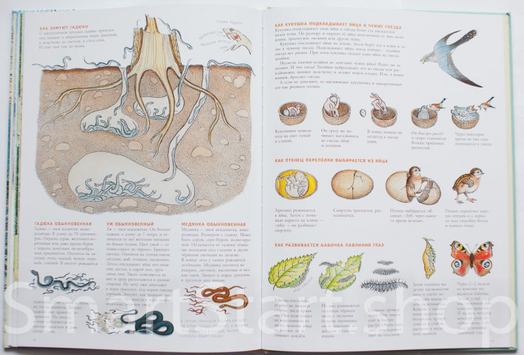 УЦЕНКА! Багин Петр. В лесу