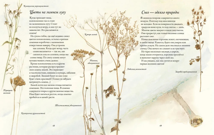 Каста Стефан. Цветочная книга шмеля