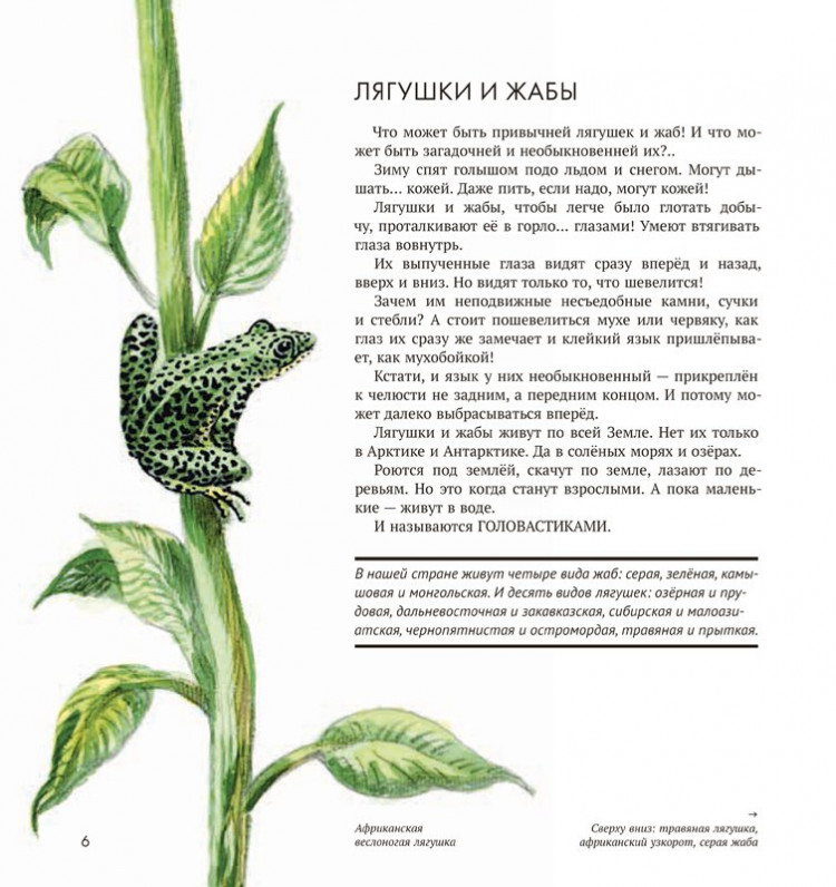 Сладков Николай. Земноводные нашей планеты