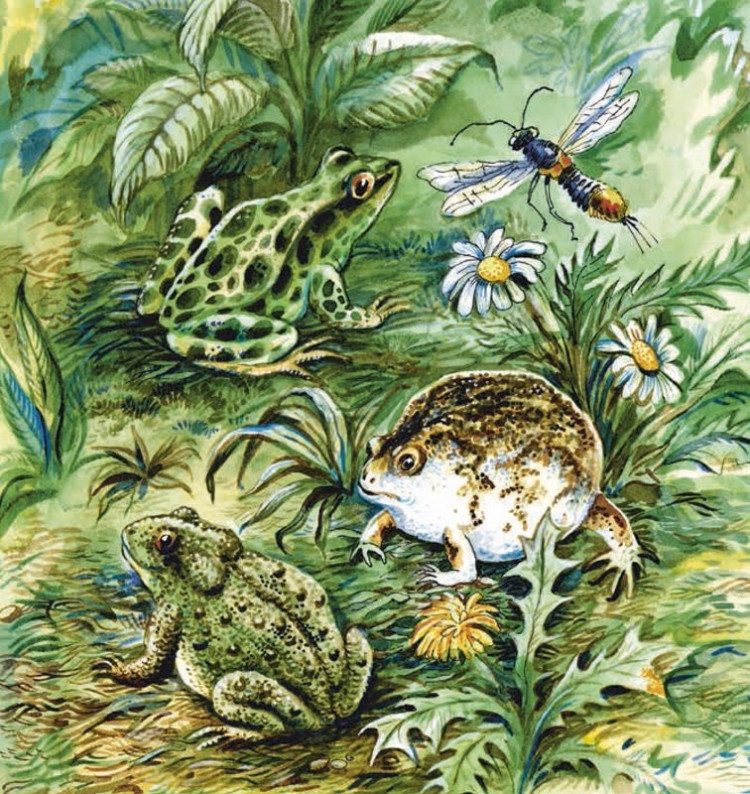 Сладков Николай. Земноводные нашей планеты