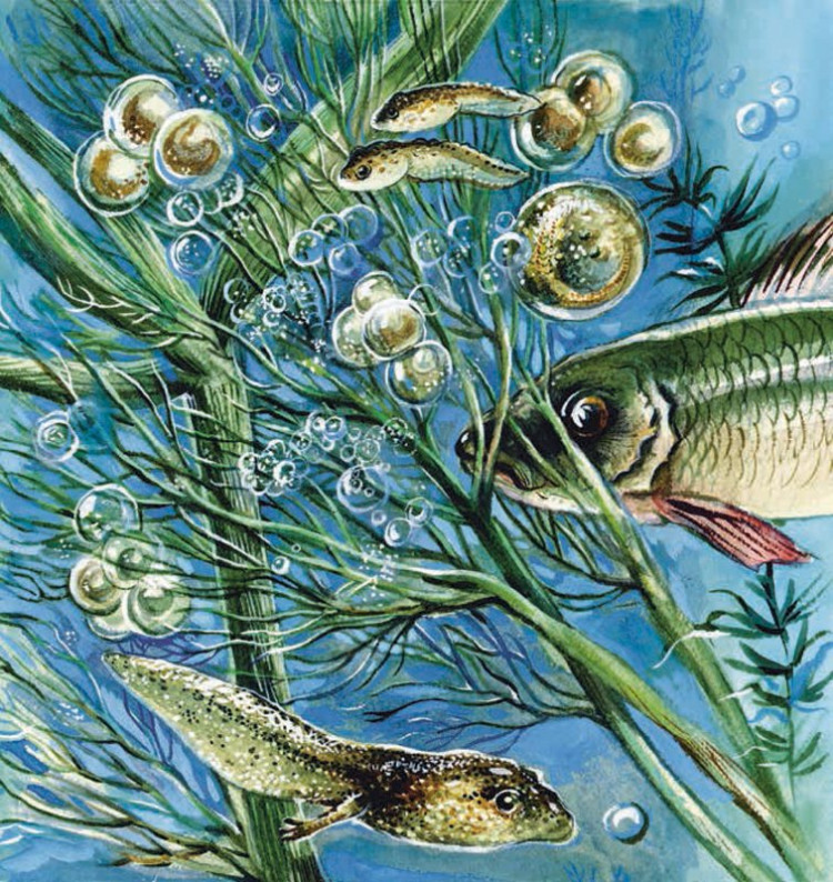 Сладков Николай. Земноводные нашей планеты