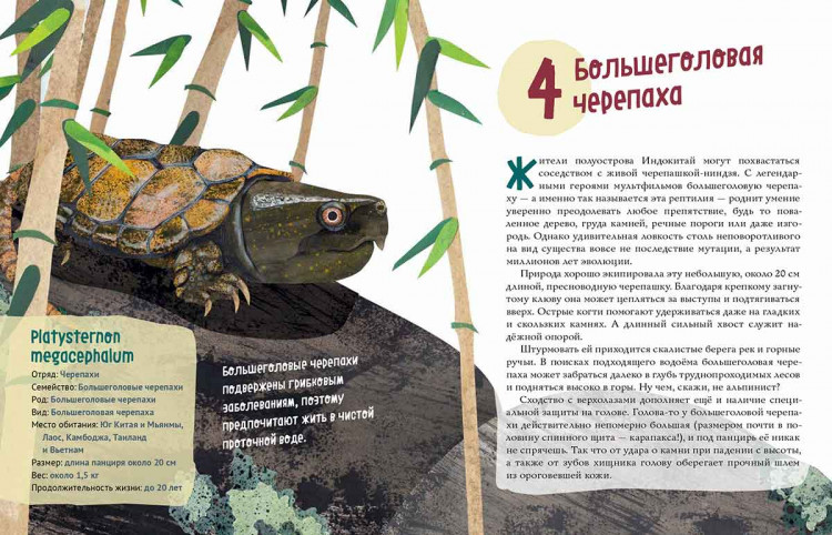 Великолепная десятка. Черепахи