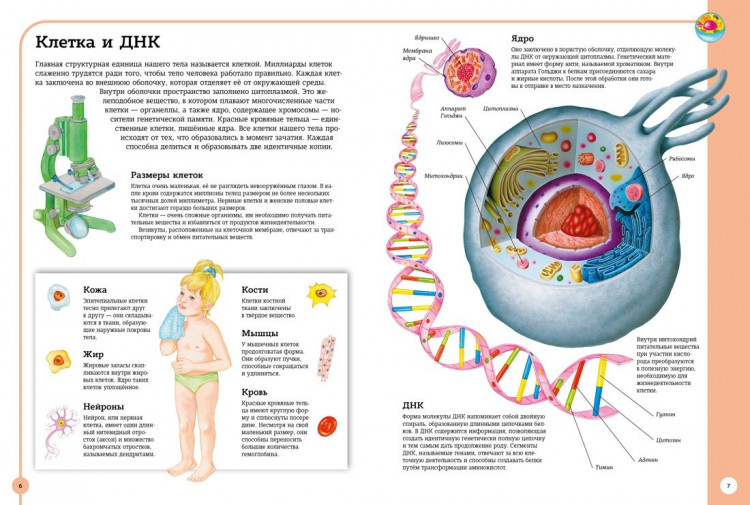 Первый атлас анатомии человека